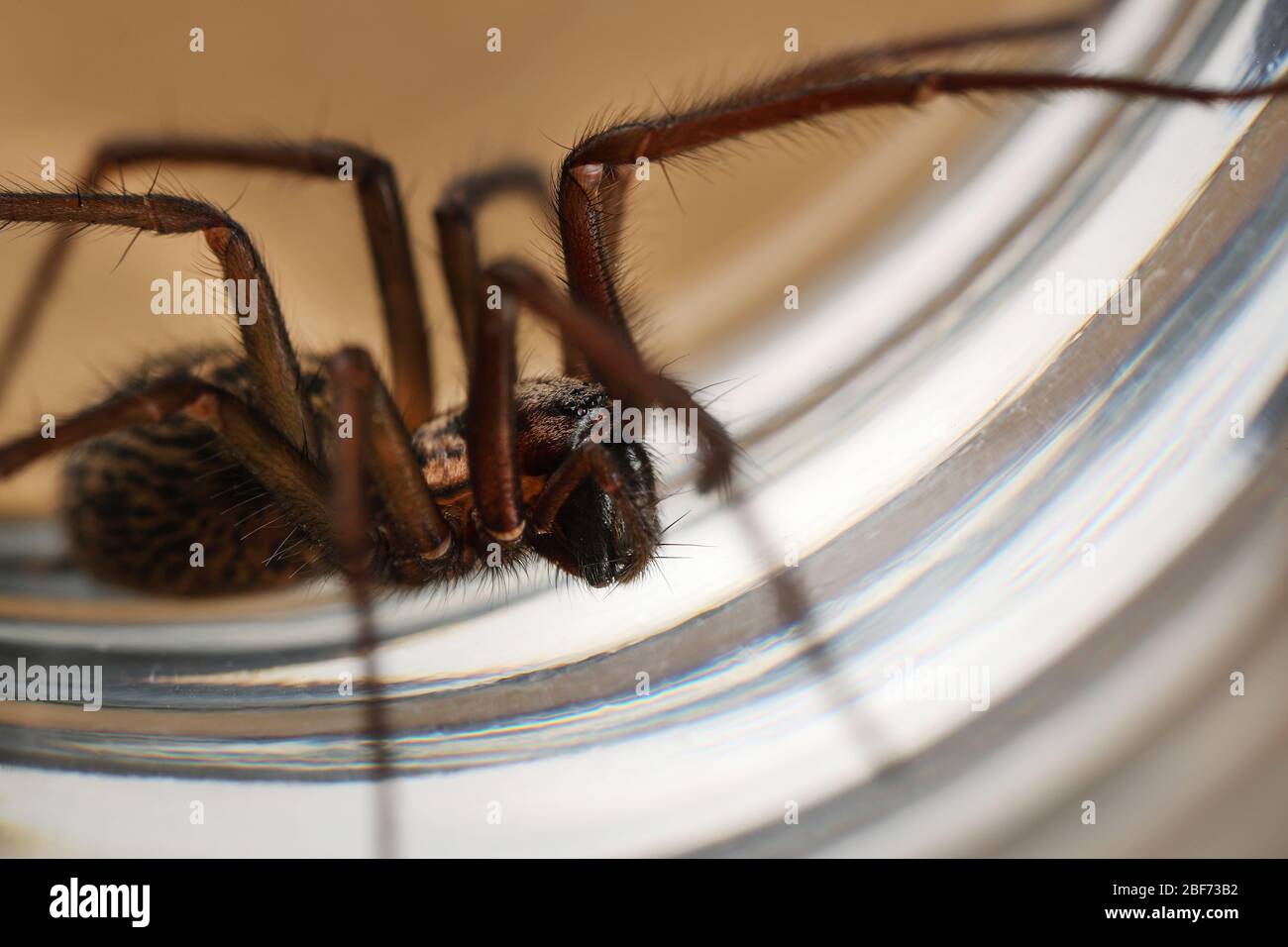 Giant House Spider (Tegenaria Duellica) intrappolata in un bicchiere prima di essere rilasciata all'esterno Foto Stock