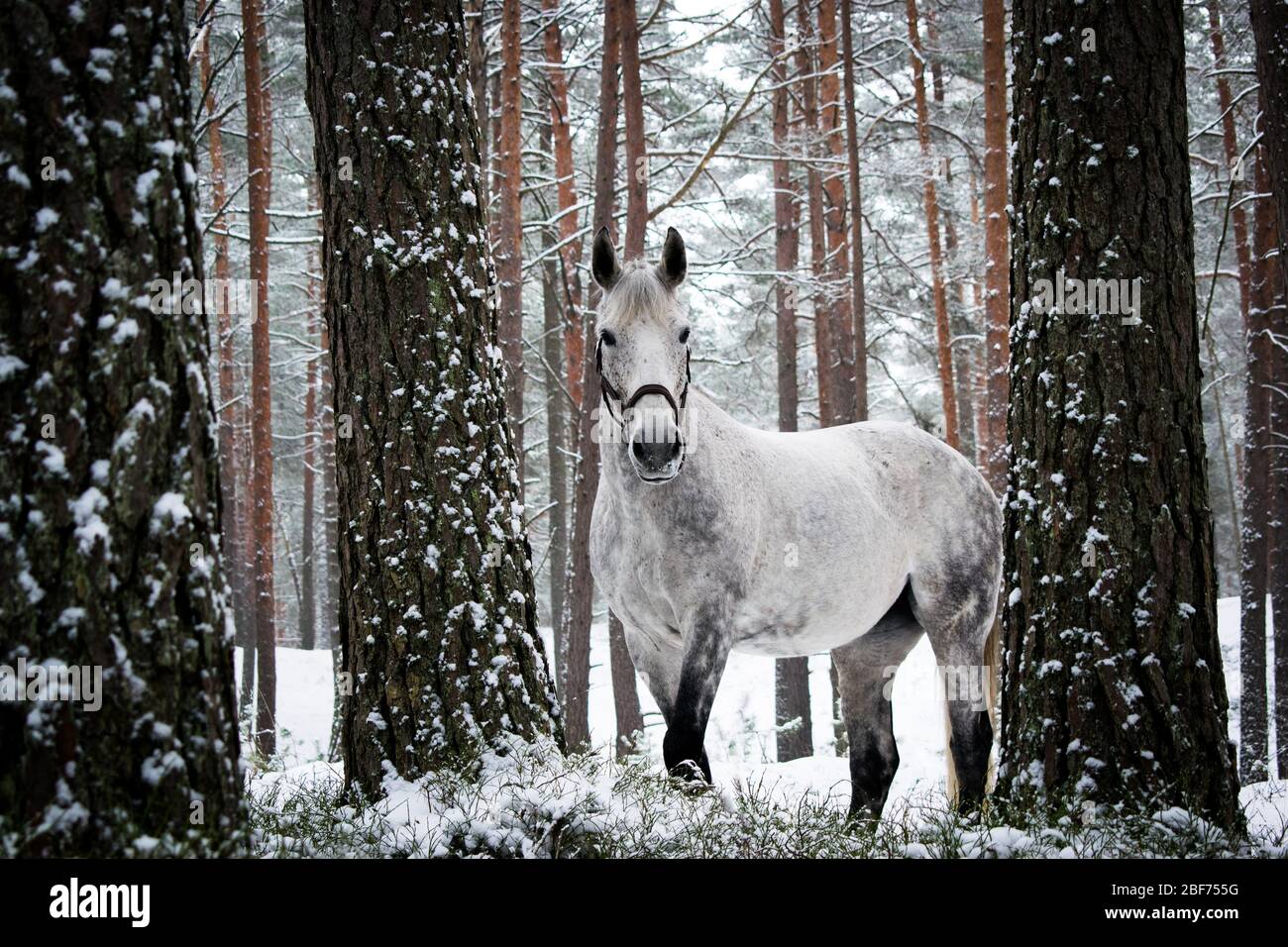 Cavallo da solo nei boschi durante l'inverno Foto Stock