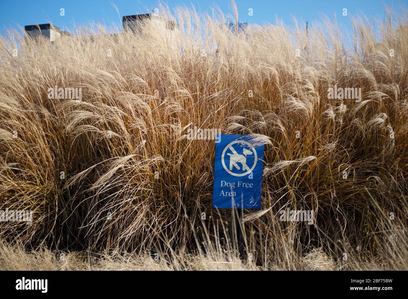 Non sono ammessi cani. "Area libera da appannamento". Segno trovato a New York. Foto Stock