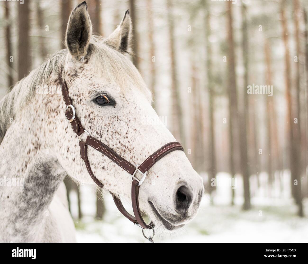 Cavallo da solo nei boschi durante l'inverno Foto Stock
