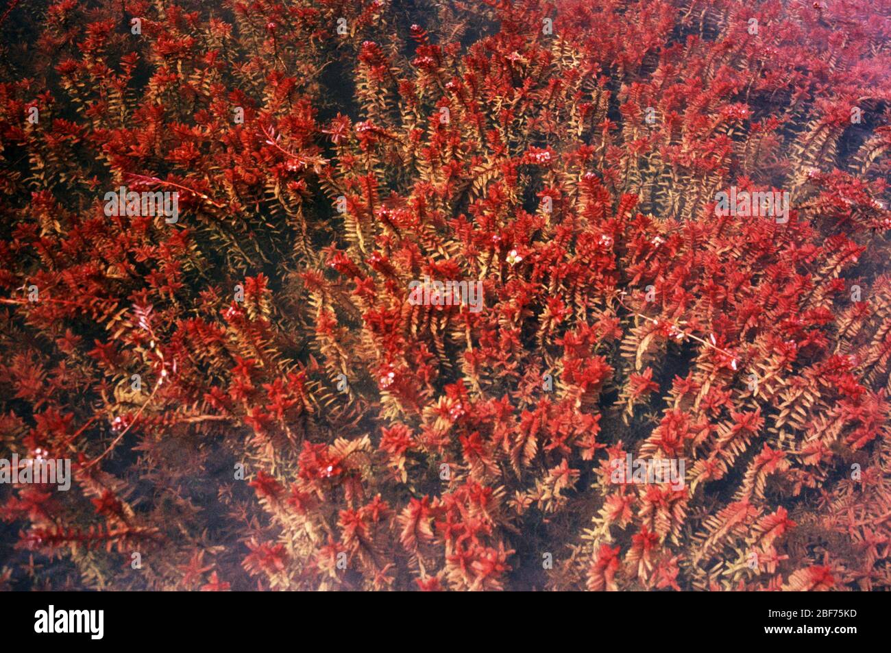 Dentifricio a foglia di roundleaf (Rotala rotundifolia) in natura Foto Stock