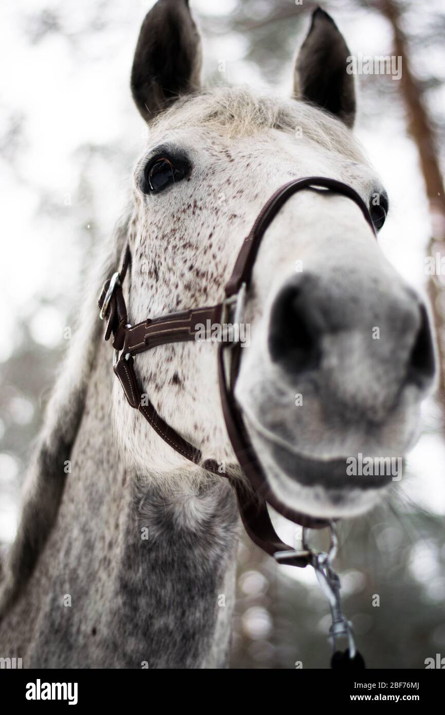 Cavallo da solo nei boschi durante l'inverno Foto Stock