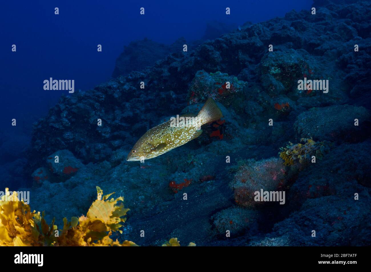 Vista subacquea con pesce cernia dell'isola (fusca di Mycteroperca) nelle profondità marine vulcaniche di Puerto Naos (la Palma, Isole Canarie, mare Atlantico, Spagna) Foto Stock
