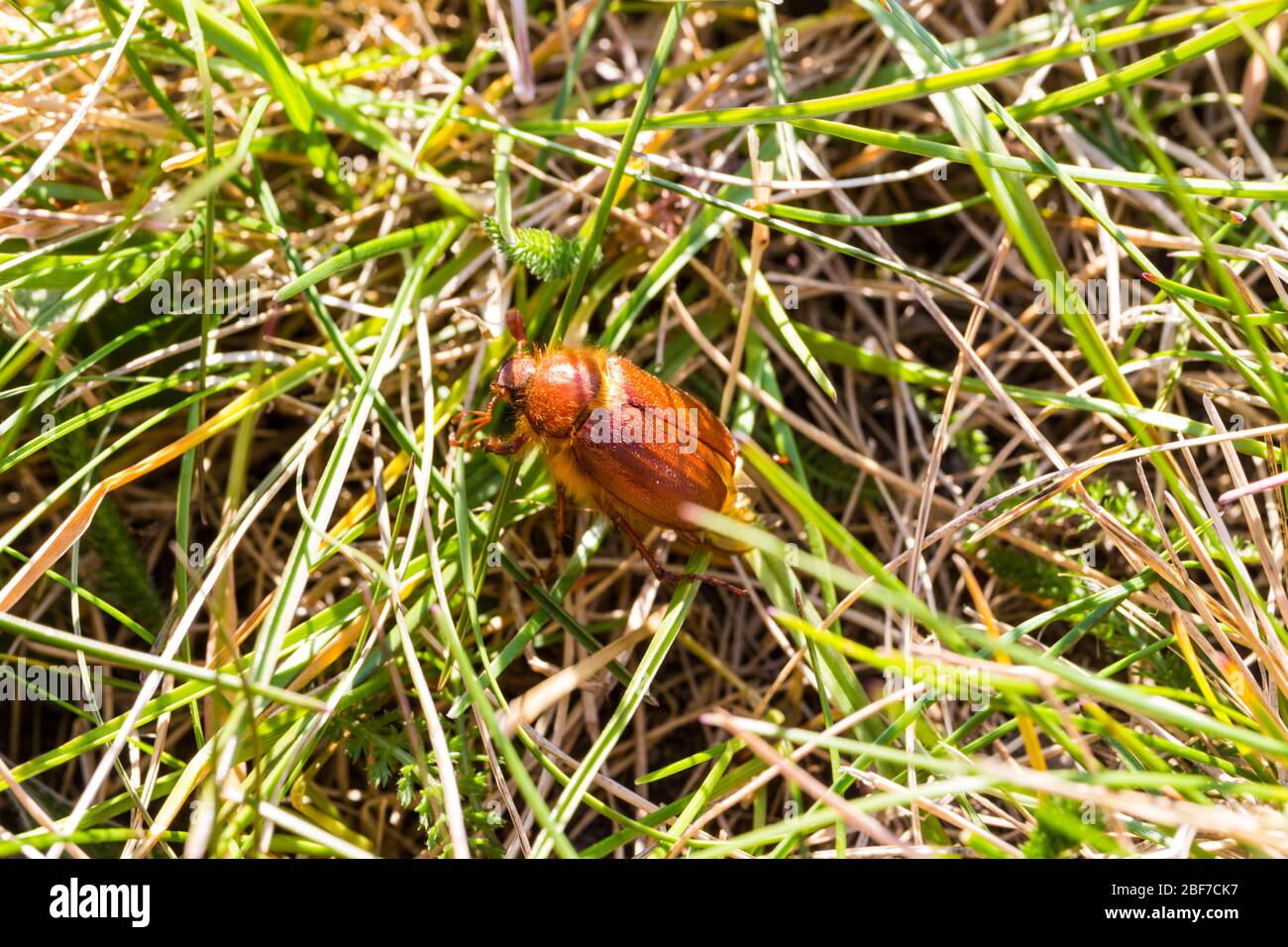 Scarafaggio o maybug Holochelus aequinectialis strisciante in erba subito dopo essere uscito dalla terra all'inizio di aprile, Sopron, Ungheria Foto Stock