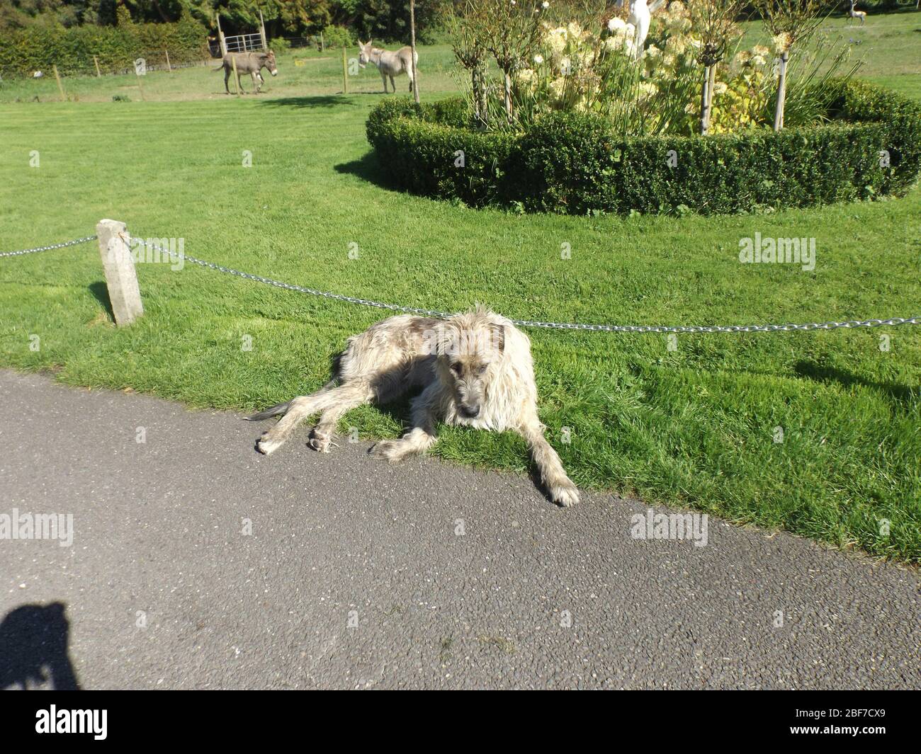 Miss Molly, un Wolfhound irlandese a Ballyseede Castle Hotel, Tralee, Co. Kerry, Irlanda con spazio per la copia Foto Stock