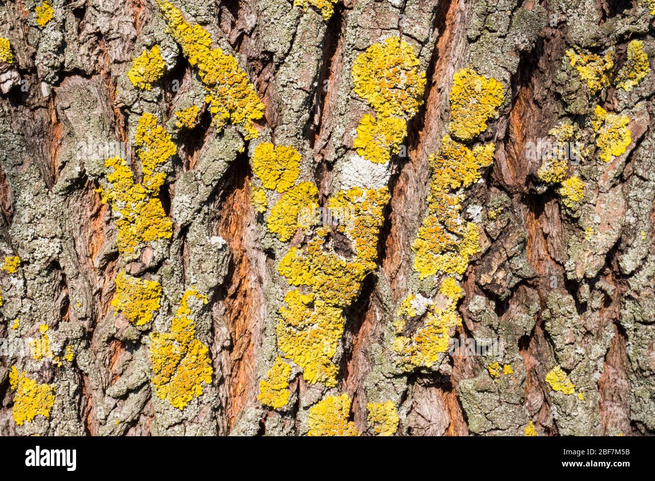 Licheni comuni di arancio o scala gialla o sunburst marittimo licheni Xantoria parietina su corteccia di acero, Ungheria, Europa Foto Stock