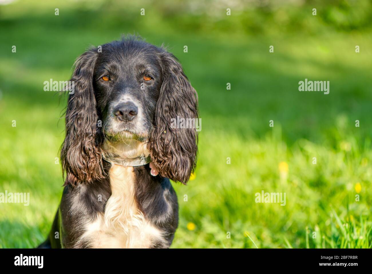Il cocker nero spaniel nella campagna, Upper Wield, Aresford, Hampshire Foto Stock
