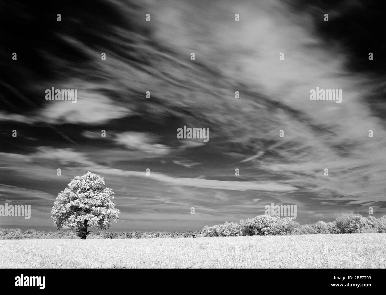 Eiche auf Feld Foto Stock