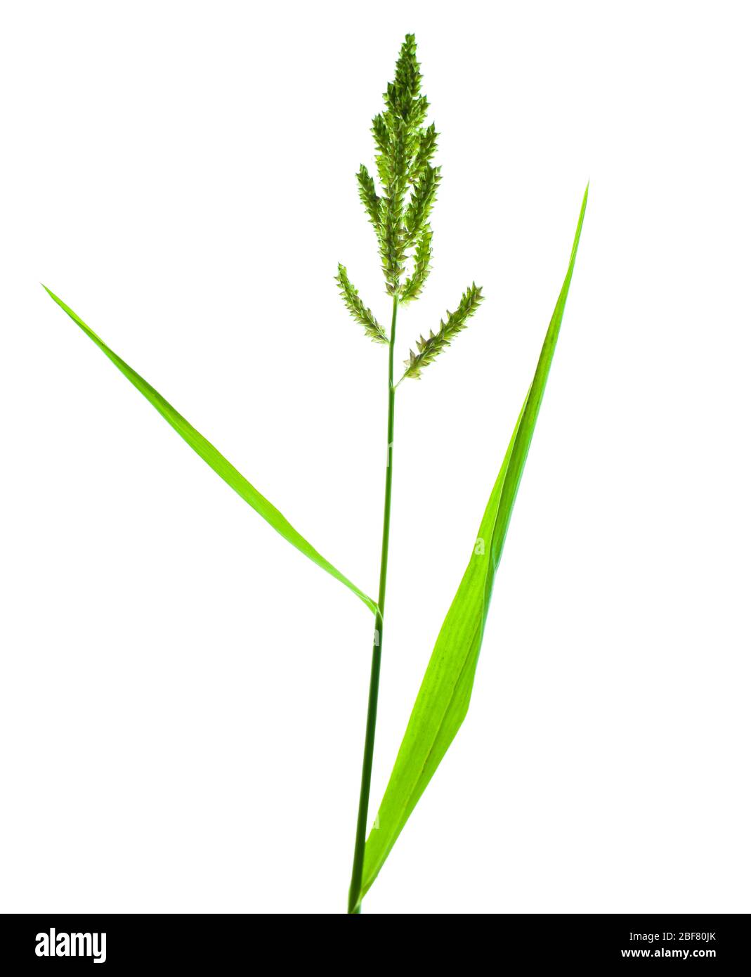 Un albero di riso verde chiaro posto prima di un bianco vuoto isolato sfondo Foto Stock