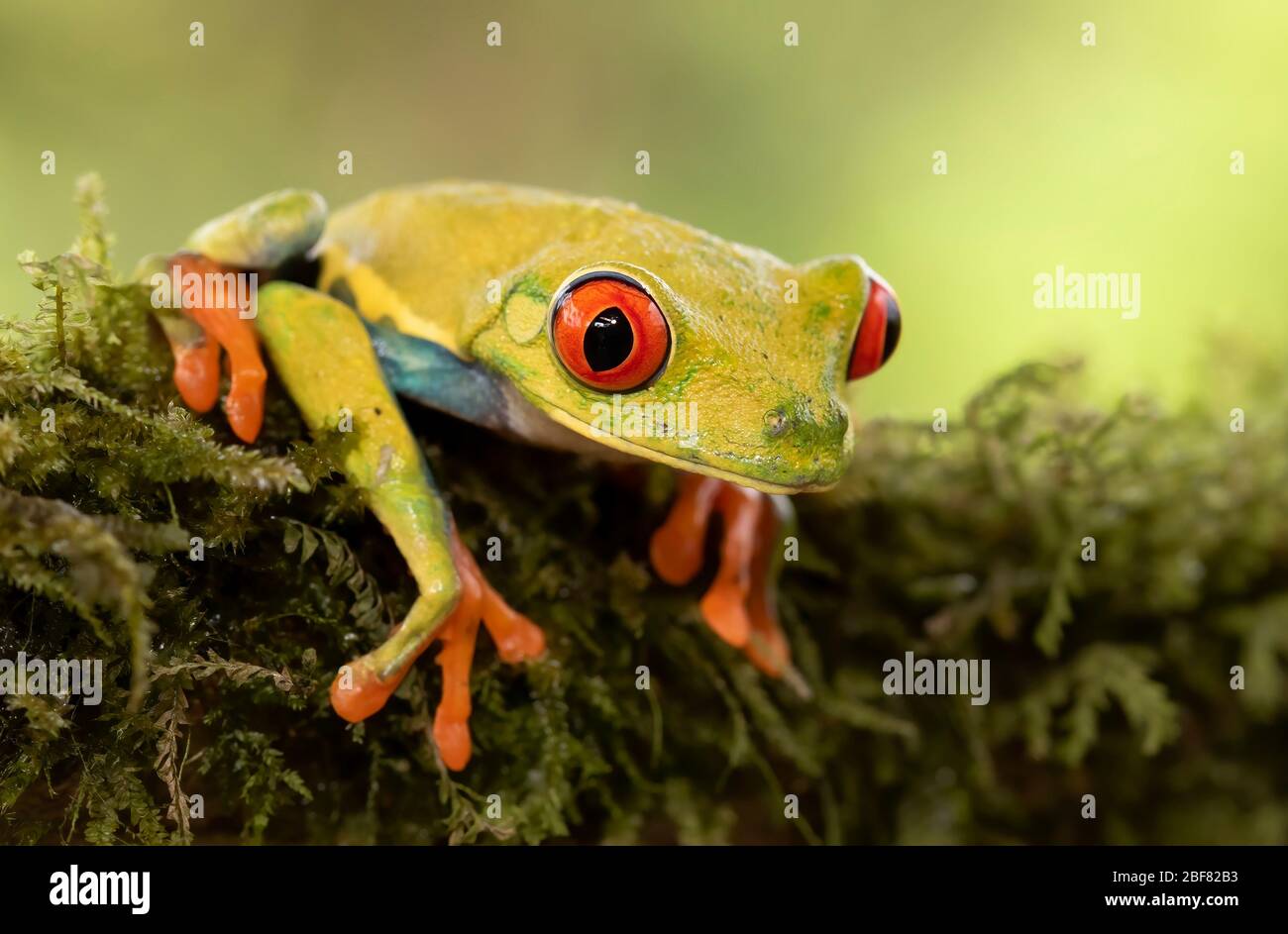 Rana di albero con occhi rossi (agalichnis callidryas) su un ramo coperto di muschio, nelle giungle del Costa Rica Foto Stock