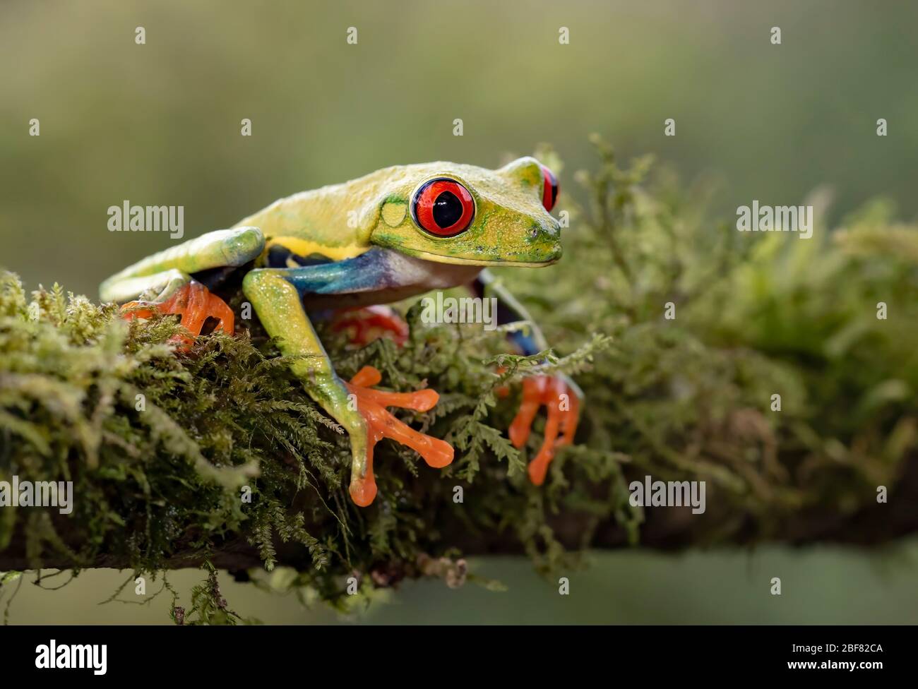 Rana di albero con occhi rossi (agalichnis callidryas) su un ramo coperto di muschio, nelle giungle del Costa Rica Foto Stock