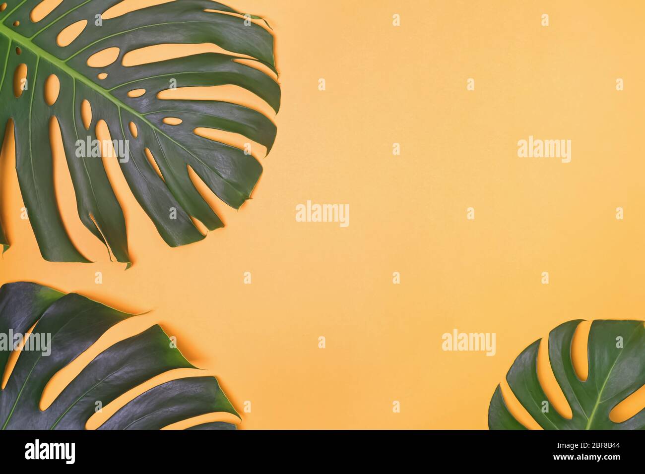 Monstera lascia template, sfondo tropicale estivo con uno spazio per un testo Foto Stock