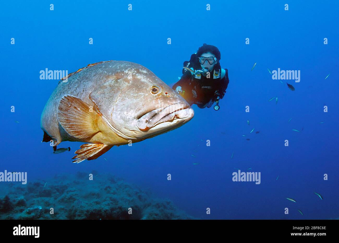 Taucher und Brauner Zackenbarsch (Epinephelus marginatus) Foto Stock