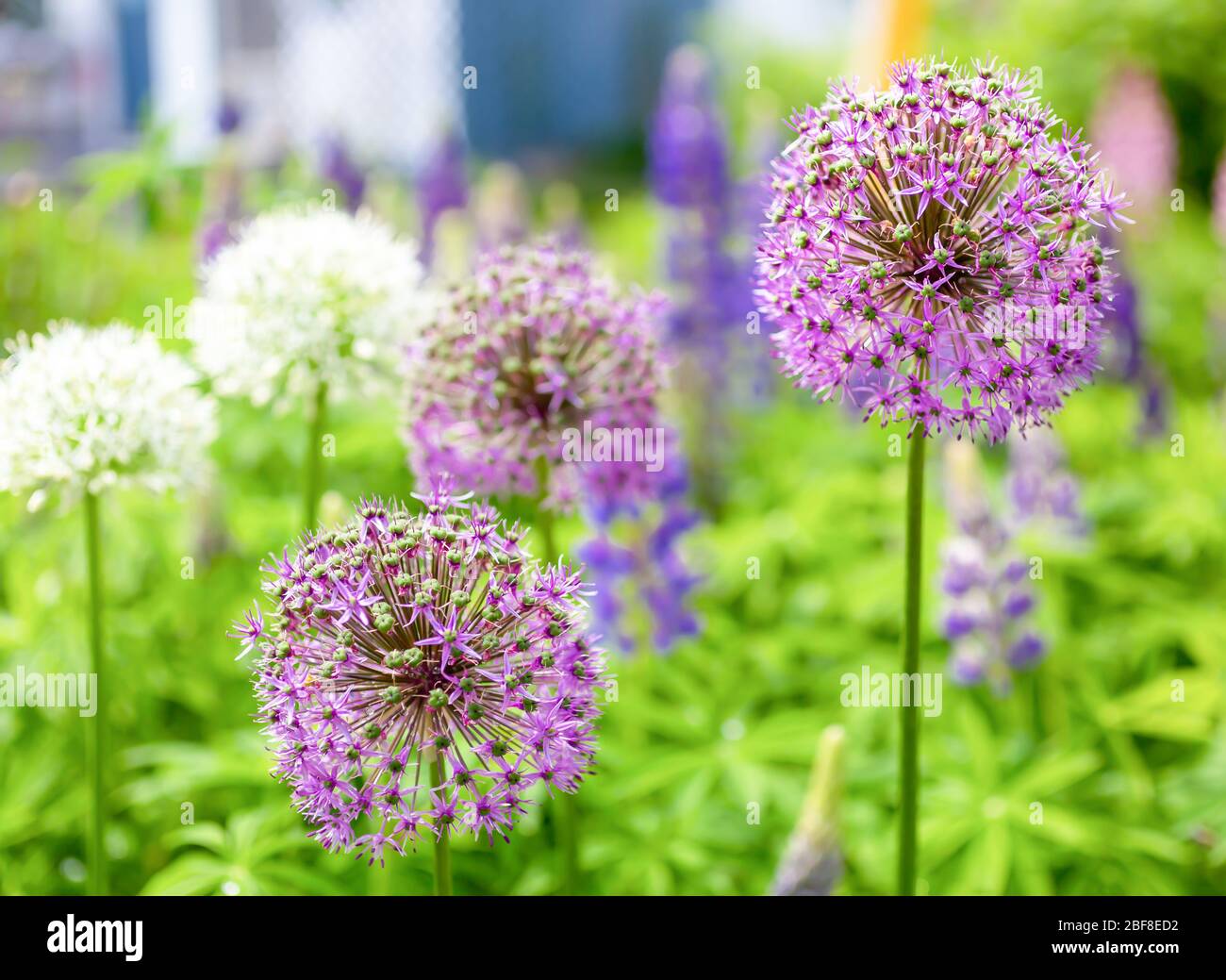 Alliums fiorisce in un giardino perenne nordamericano. Foto Stock