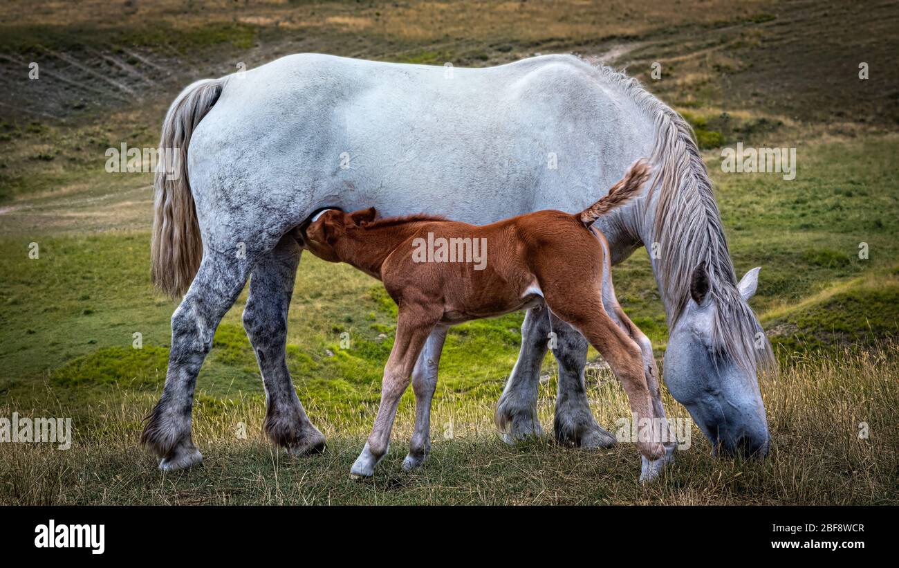 Mare giovane foca, Imperatore campo, Abruzzo, Italia Foto Stock