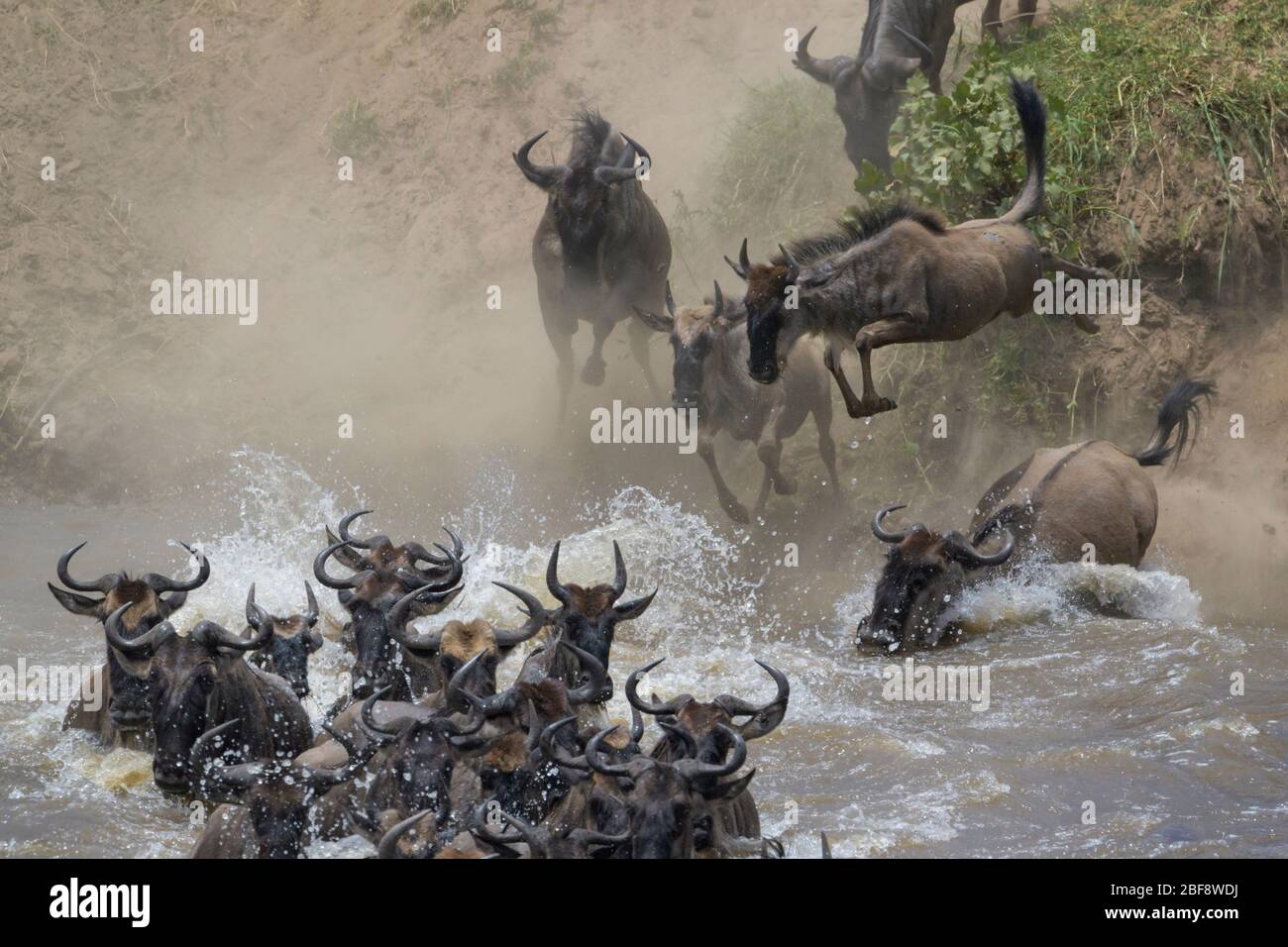 Blue wildebeest, brindato gnu (Connochaetes taurinus) mandria che attraversa il fiume Mara saltando in durante la grande migrazione, Serengeti parco nazionale, Foto Stock
