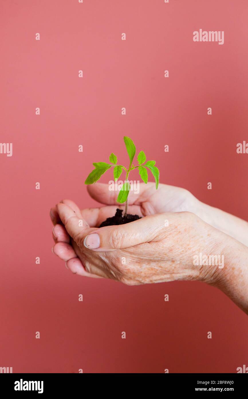 le mani delle donne tengono con attenzione un giovane germoglio con terra e radici Foto Stock