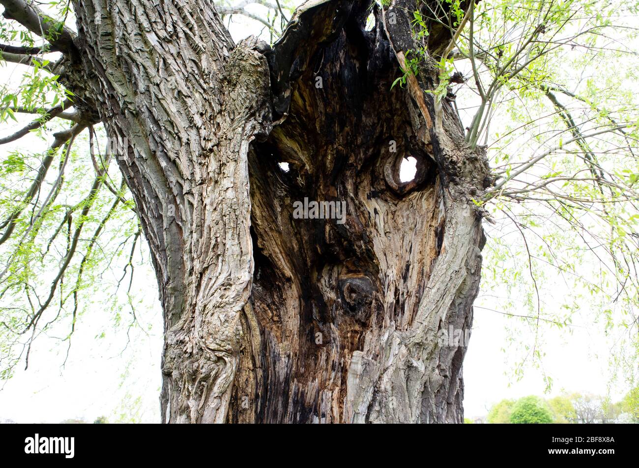 Albero antico con faccia ad albero Foto Stock