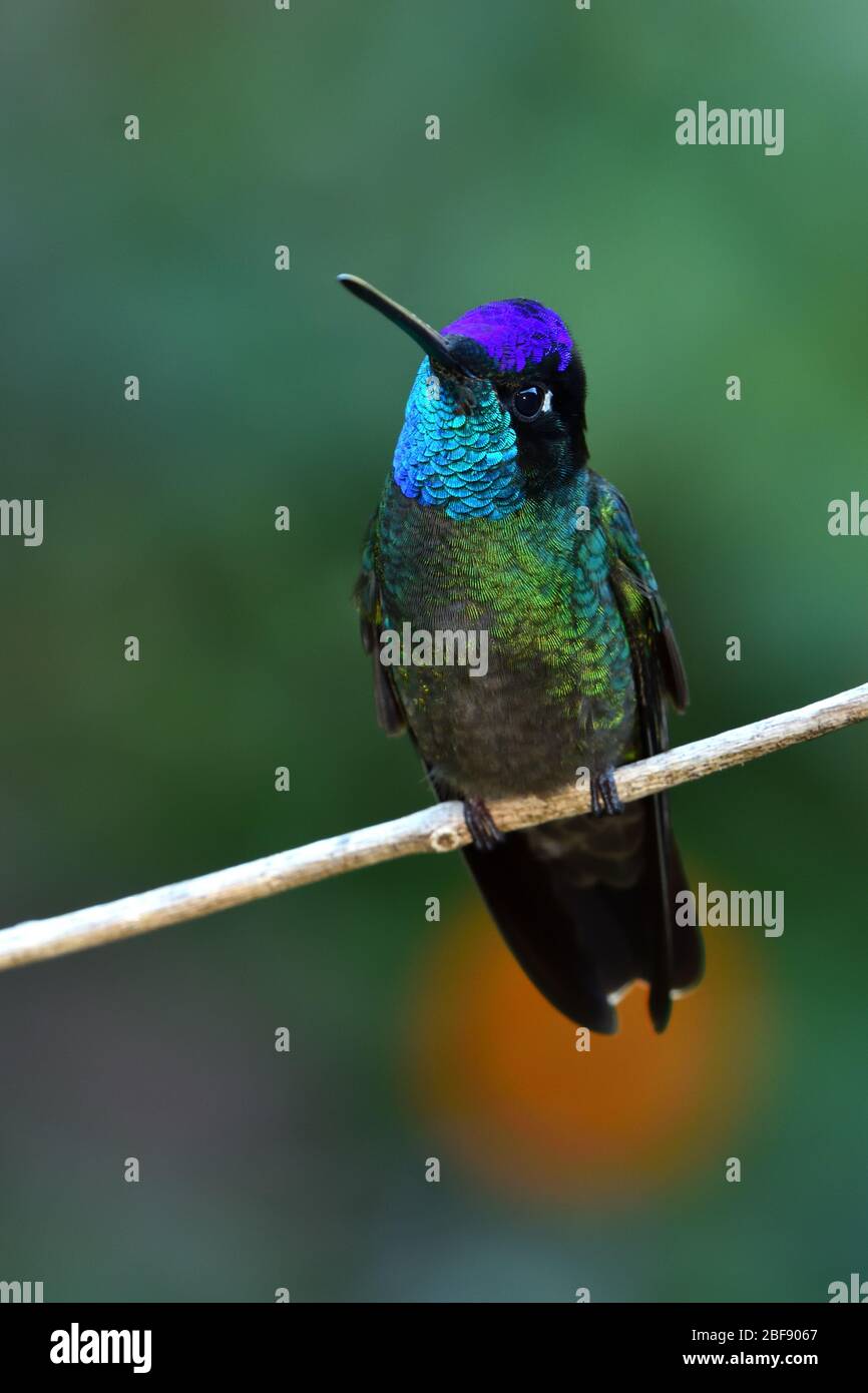 Talamanca Hummingbird nella foresta nuvolosa del Costa Rica Foto Stock