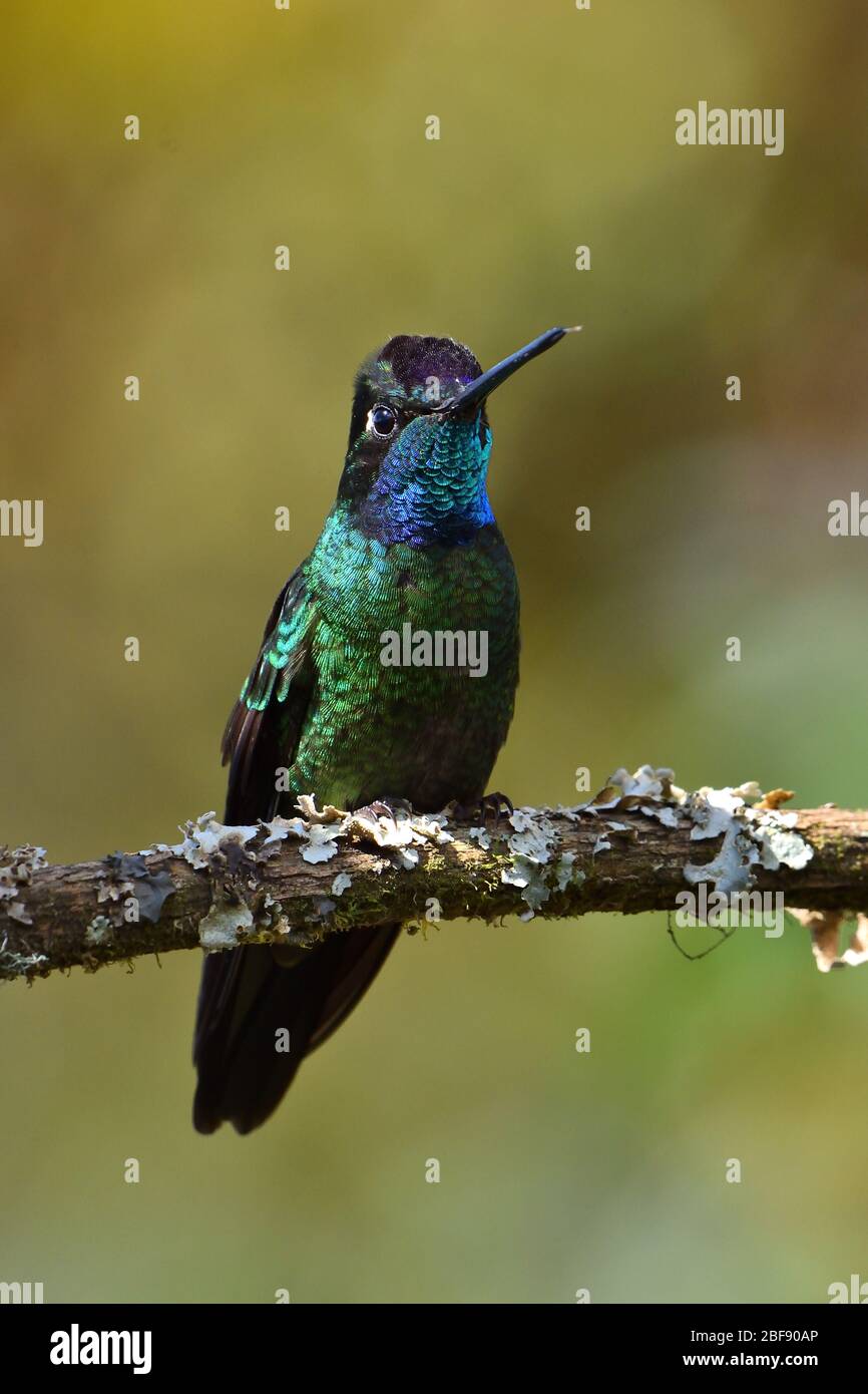 Talamanca Hummingbird nella foresta nuvolosa del Costa Rica Foto Stock