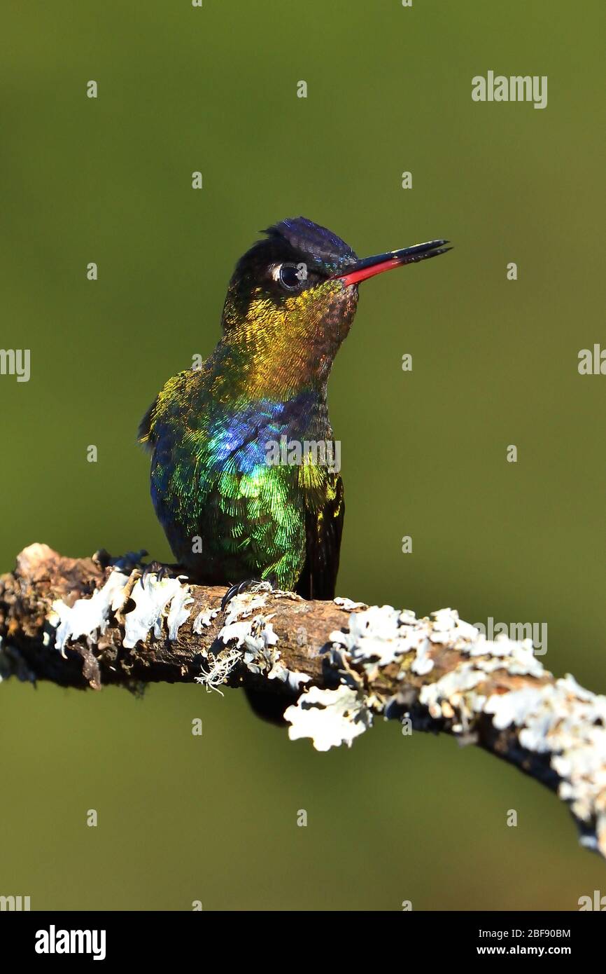 Hummingbird con gola di fuoco nella foresta nuvolosa del Costa Rica Foto Stock