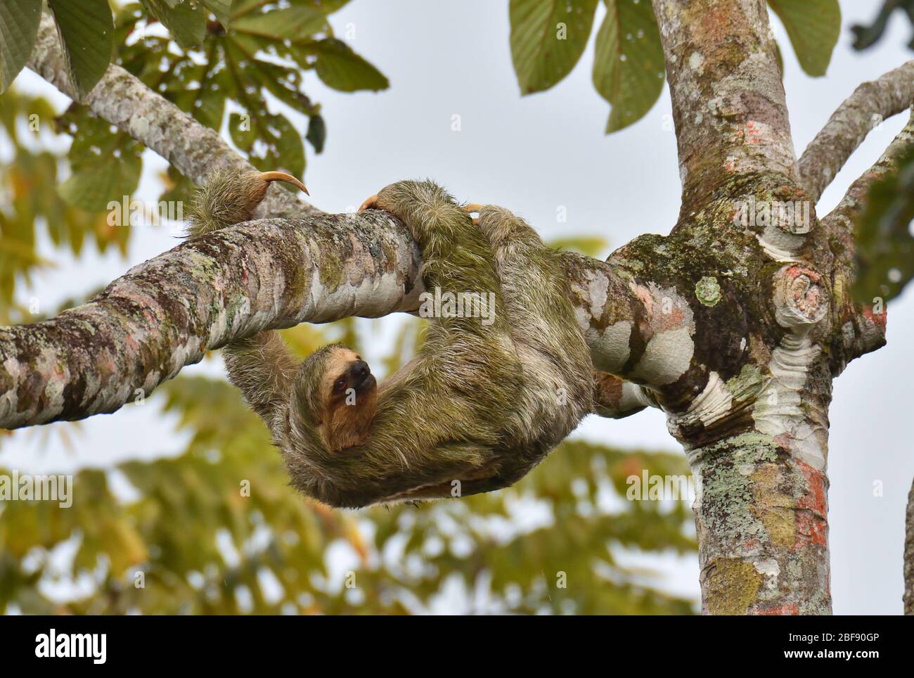 Tre-toed sloth nella foresta pluviale del Costa Rica Foto Stock