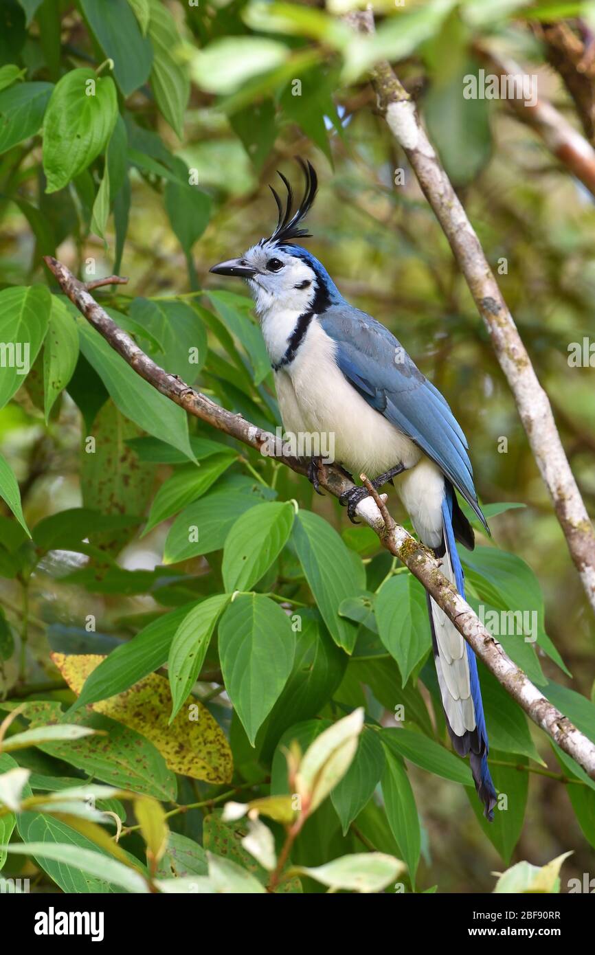 Magpie-Jay dalla gola bianca nella foresta tropicale del Costa Rica Foto Stock
