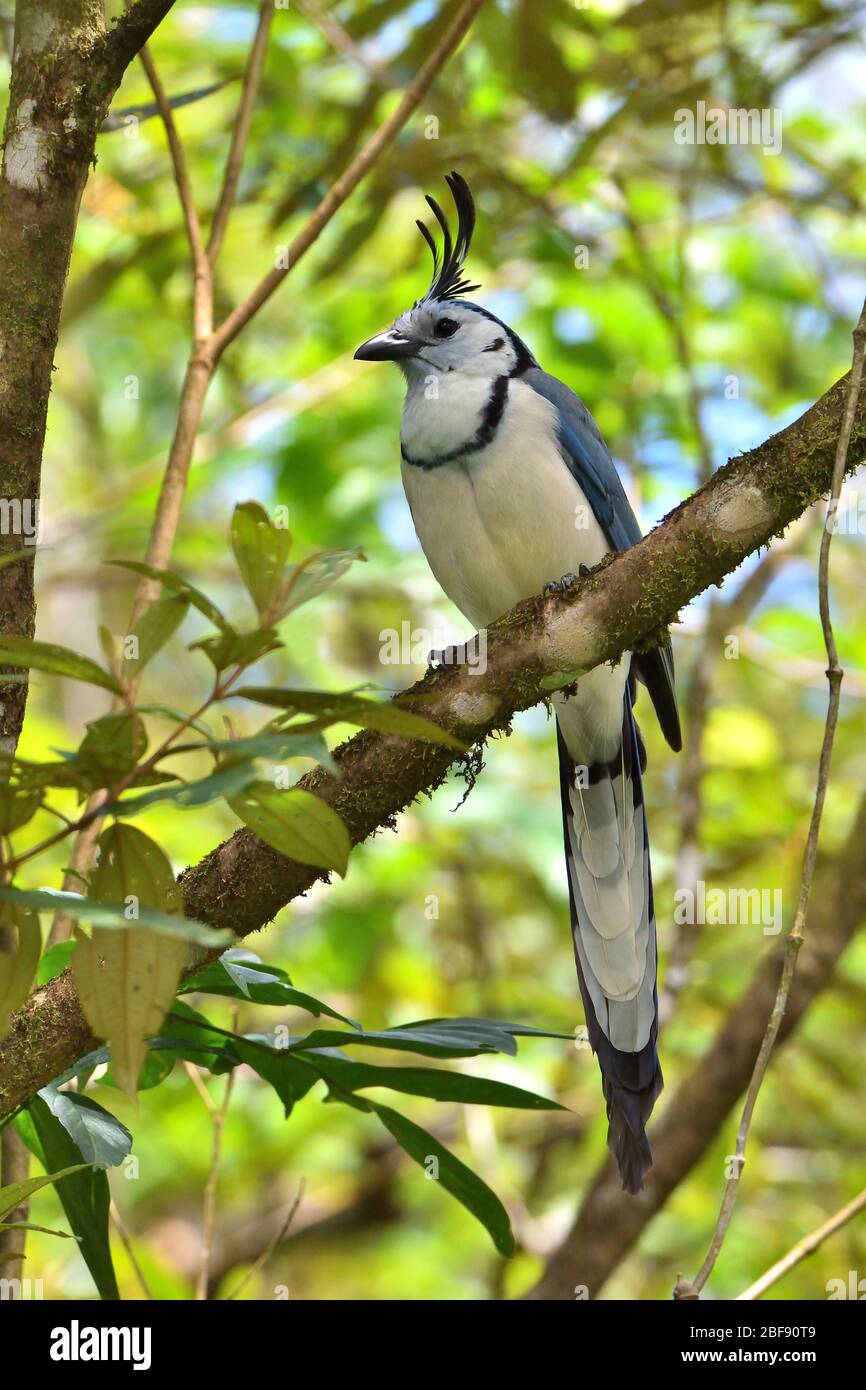 Magpie-Jay dalla gola bianca nella foresta tropicale del Costa Rica Foto Stock