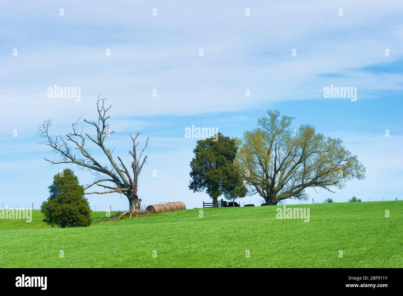 Paesaggio agricolo collinare con alberi e rotoli di fieno sotto un cielo leggermente nuvoloso. Foto Stock