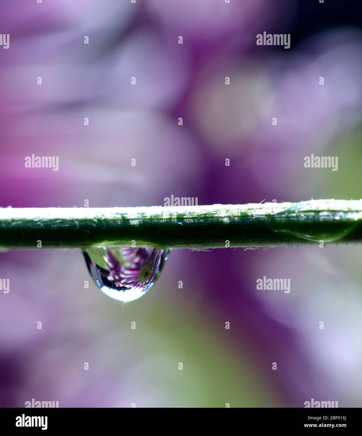 Una goccia d'acqua appesa a una macro da vicino con gambo di fiori Foto Stock