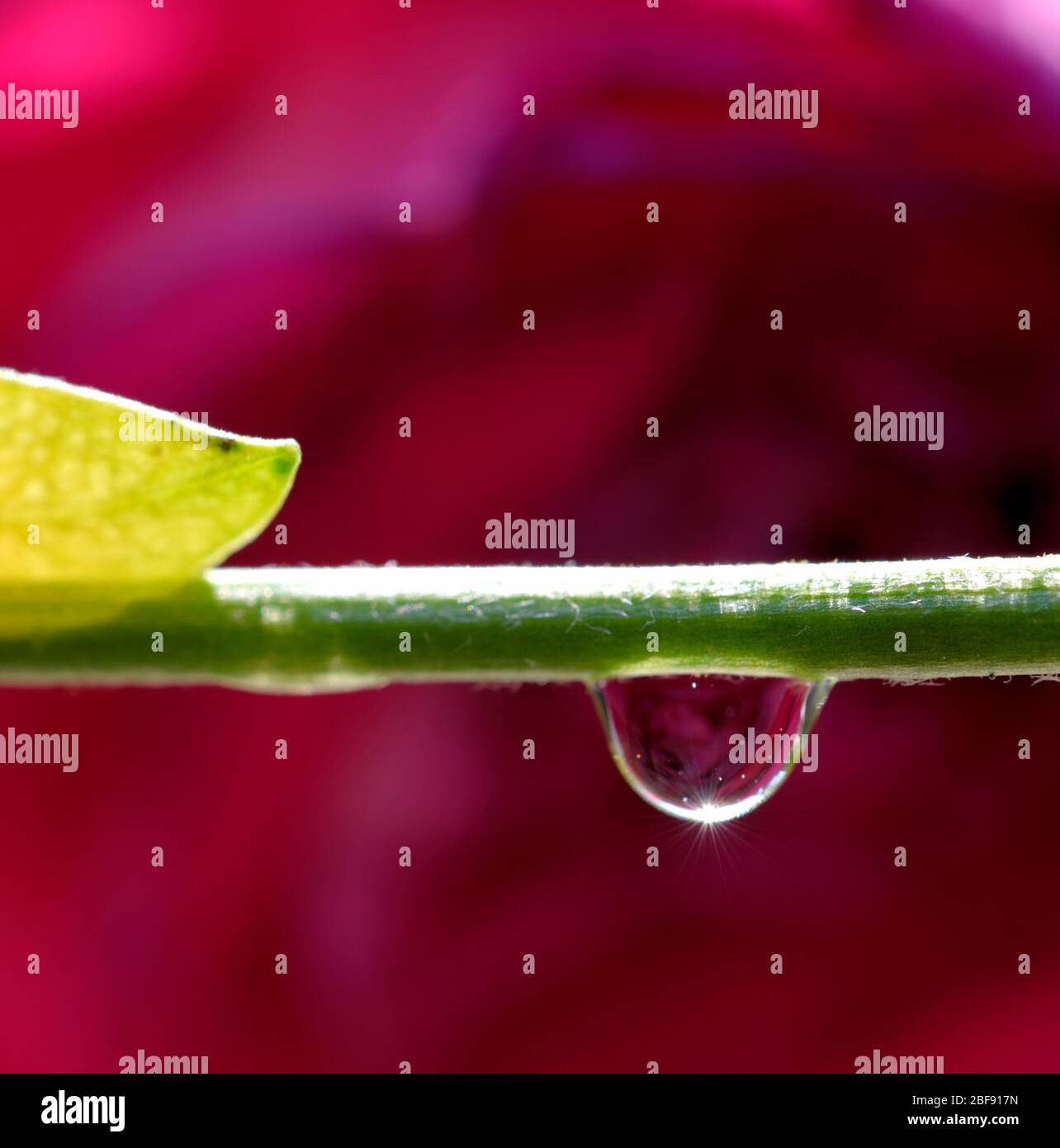 Una goccia d'acqua appesa a una macro da vicino con gambo di fiori Foto Stock