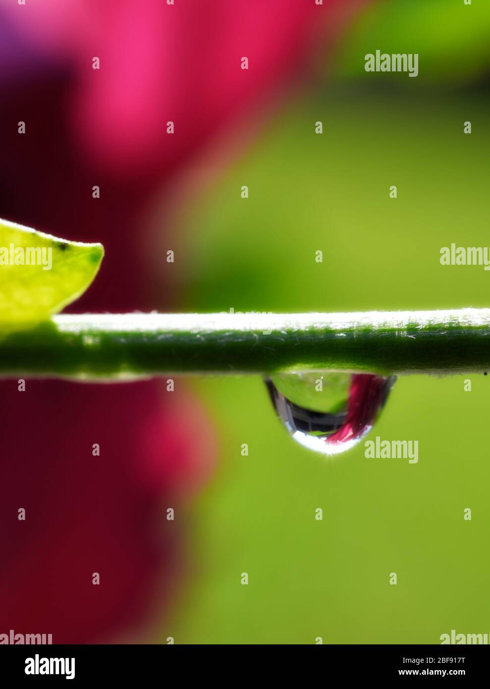 Una goccia d'acqua appesa a una macro da vicino con gambo di fiori Foto Stock