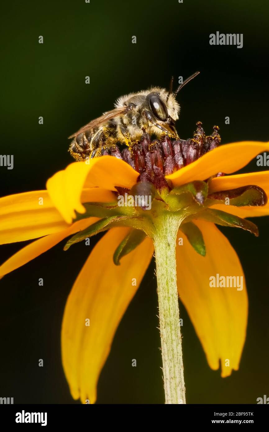 Megachile ape raccolta polline su un fiore giallo rudbeckia su uno sfondo scuro Foto Stock