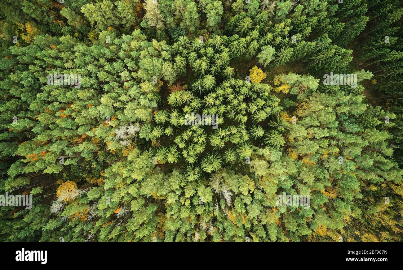 Pineta Evergreen sopra la vista del drone. Modello di foresta Foto Stock