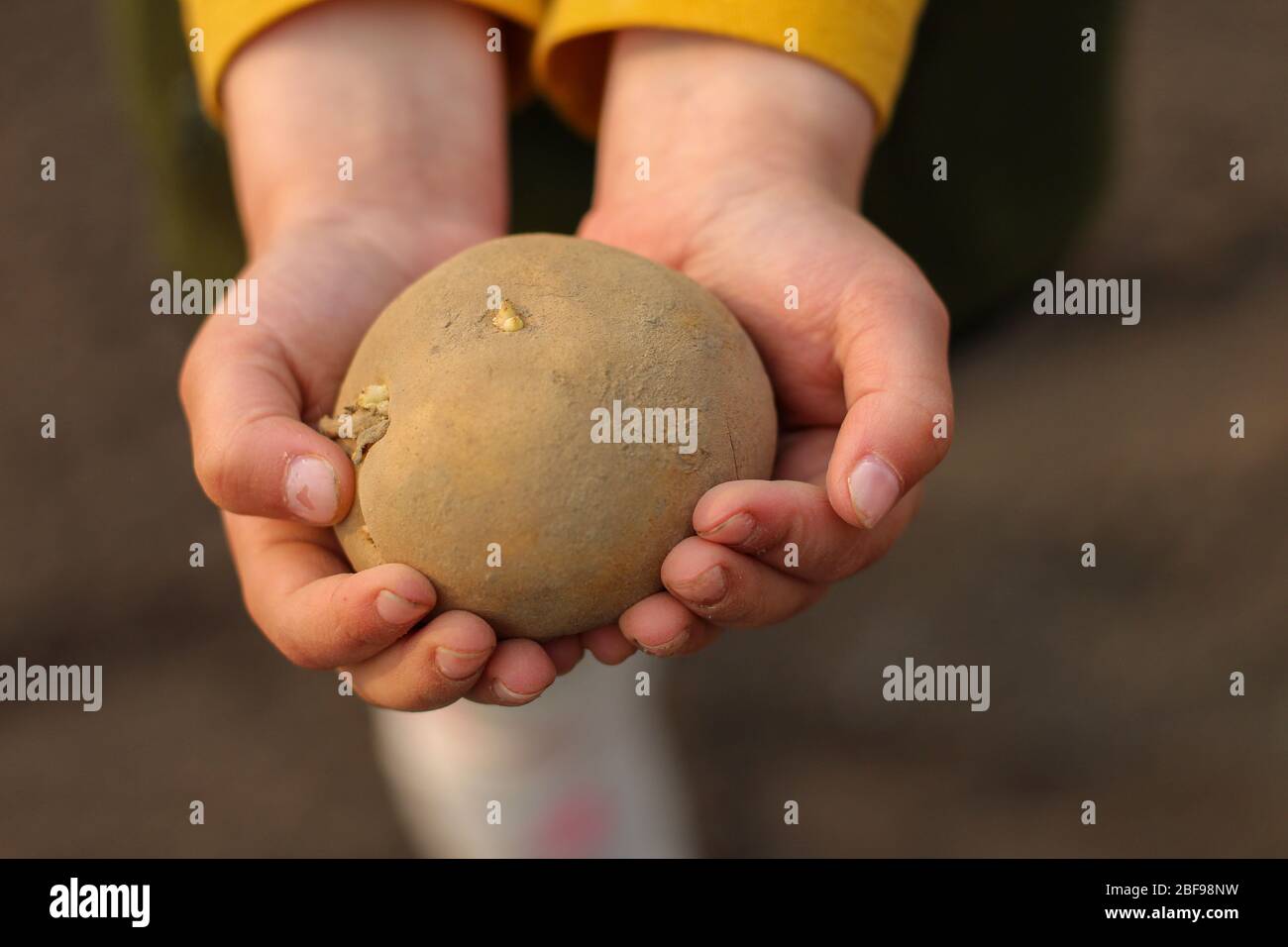 Le mani dei bambini tengono un tubero di patate pronto per piantare nel terreno. Foto Stock