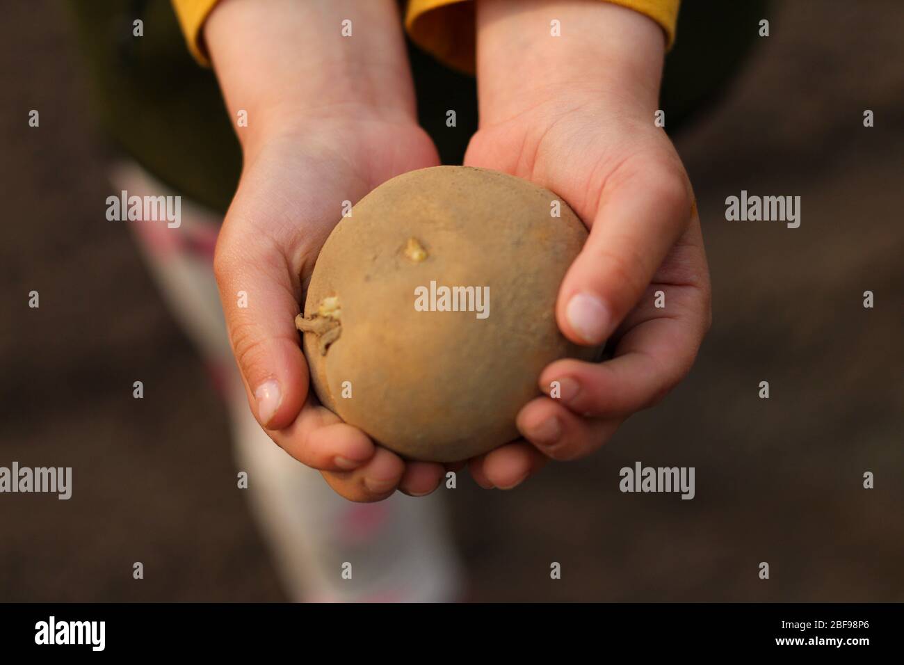 Le mani dei bambini tengono un tubero di patate pronto per piantare nel terreno. Foto Stock