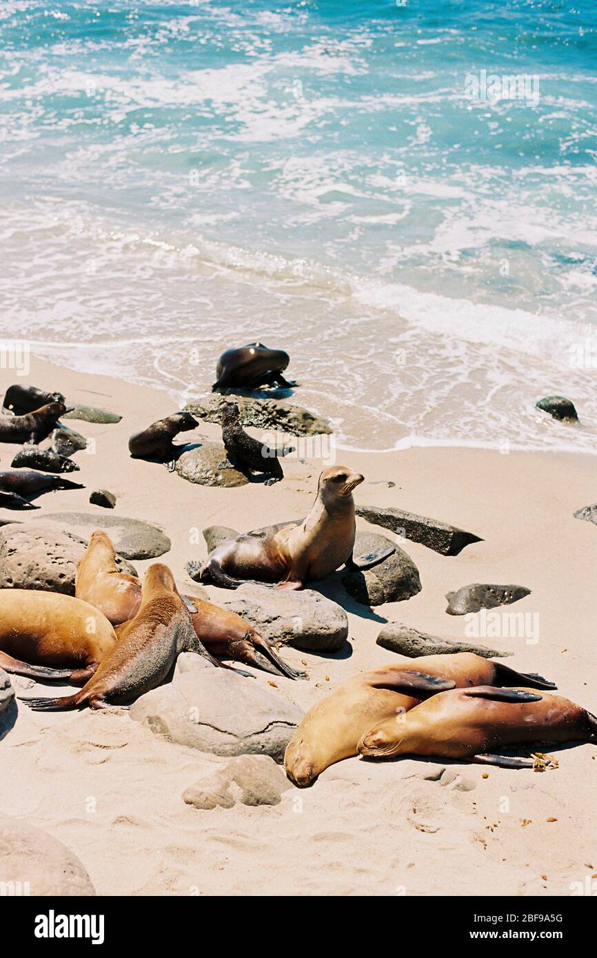 Leoni marini che si trovano sulla spiaggia e che guardano all'Oceano Pacifico a la Jolla Cove, a San Diego, California. Spiaggia costiera fauna selvatica paesaggio di Sout Foto Stock