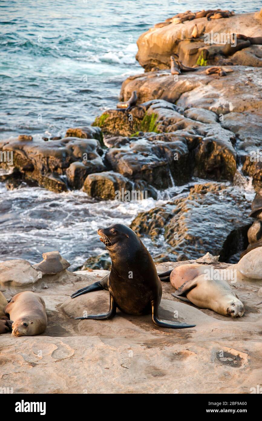 Spiaggia costiera paesaggio faunistico della California meridionale. Leoni marini adagiati su scogliere e affacciati sull'Oceano Pacifico a la Jolla Cove, a San Diego Foto Stock