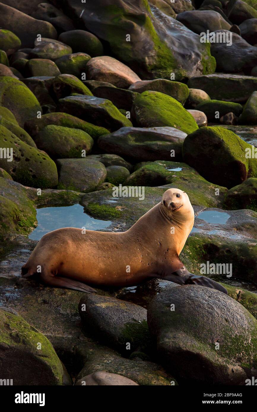 Una leone marino femminile seduto su rocce al tramonto guardando la macchina fotografica a la Jolla Cove, a San Diego. Spiaggia costiera paesaggio faunistico del sud di Califo Foto Stock