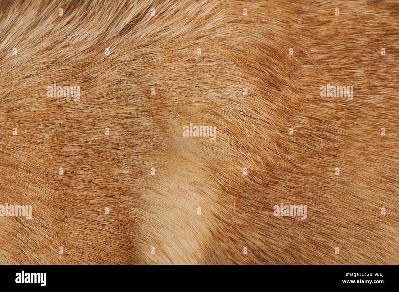 Vista ravvicinata della struttura dei capelli del cane marrone. Pulire la pelliccia animale Foto Stock