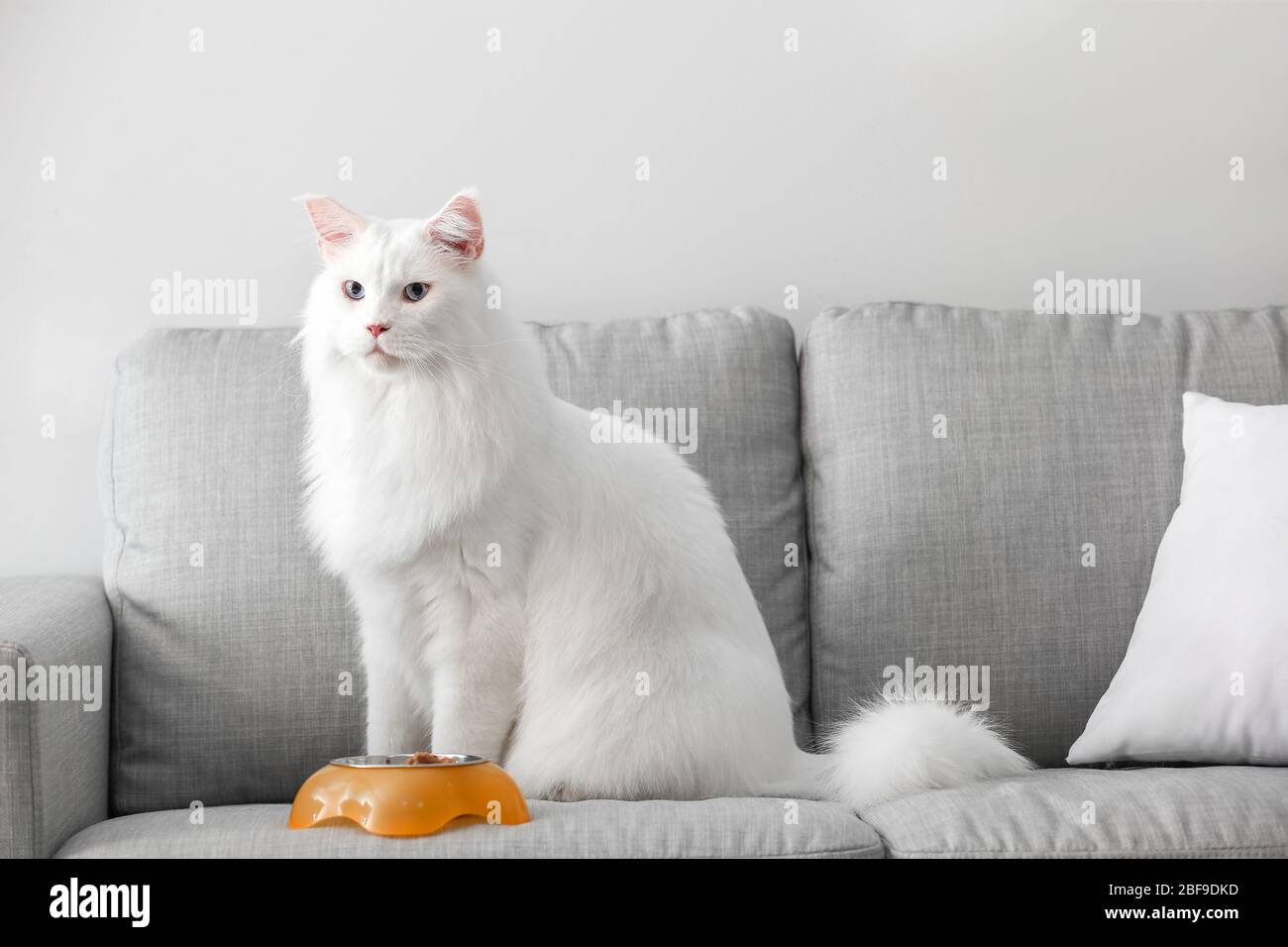 Gatto Maine Coon bianco carino vicino ciotola con cibo a casa Foto stock -  Alamy