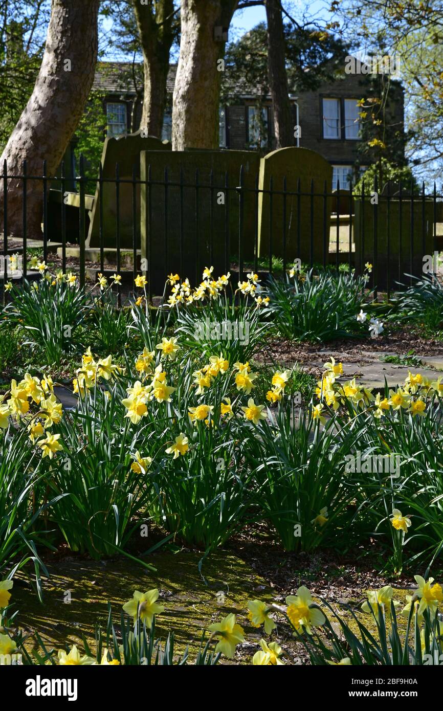 Narcisi al museo e cimitero di Haworth Parsonage in primavera, Bronte Country, West Yorkshire Foto Stock