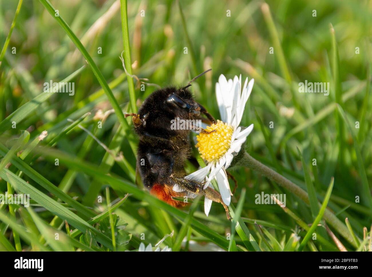 una vista ravvicinata di un'ape che raccoglie polline da piccoli fiori a margherita in un parco pubblico aperto Foto Stock