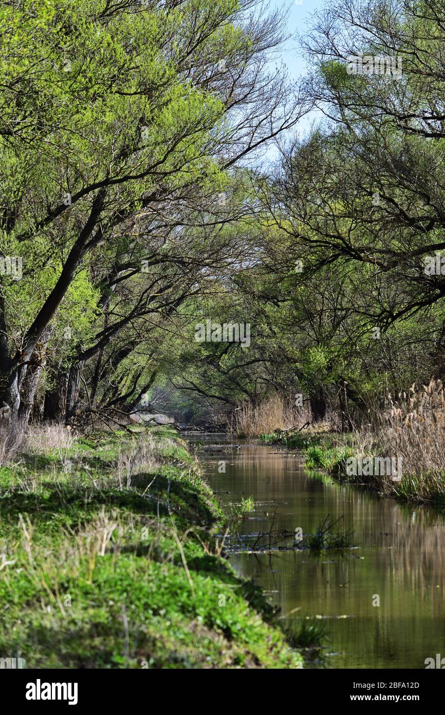 Paesaggio primaverile con ruscello in Ungheria rurale Foto Stock