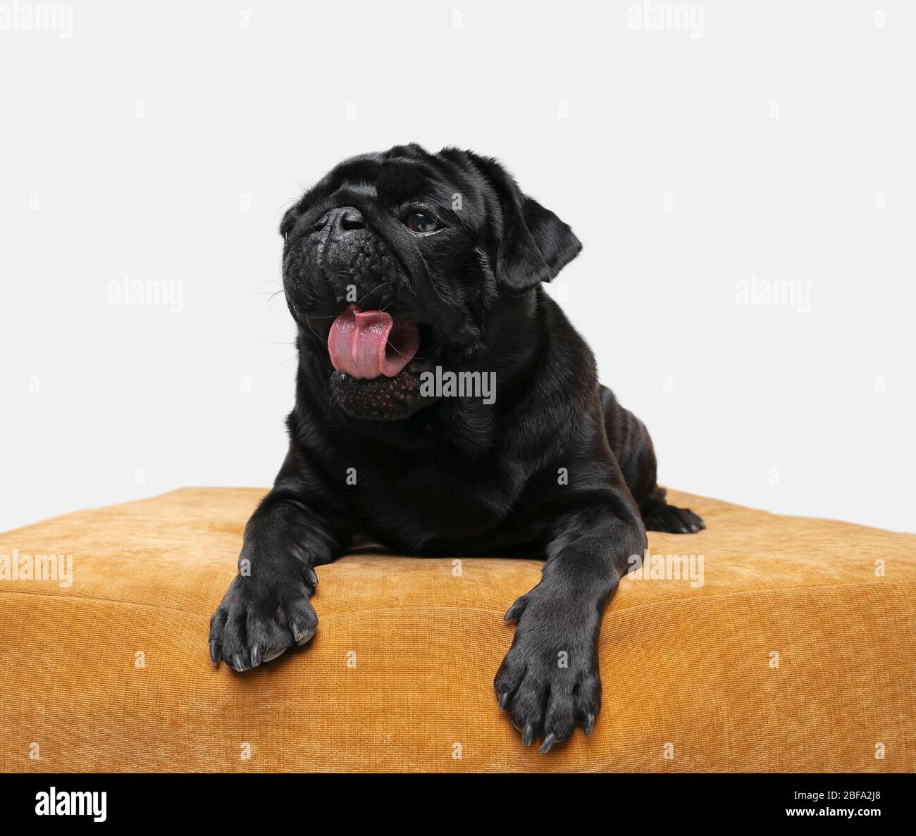 Il compagno di cane PUG sta posando. Simpatico e giocoso doggy nero o animale domestico che gioca isolato su sfondo bianco studio, seduto su pouf. Concetto di movimento, azione, movimento, amore per gli animali domestici. Sembra felice, felice, divertente. Foto Stock