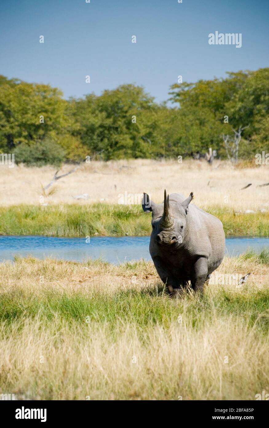 Ritratto frontale di un singolo rinoceronte nero africano (Diceros bicornis) vicino a una fossa d'acqua nel Parco Nazionale di Etosha, Namibia. Foto Stock