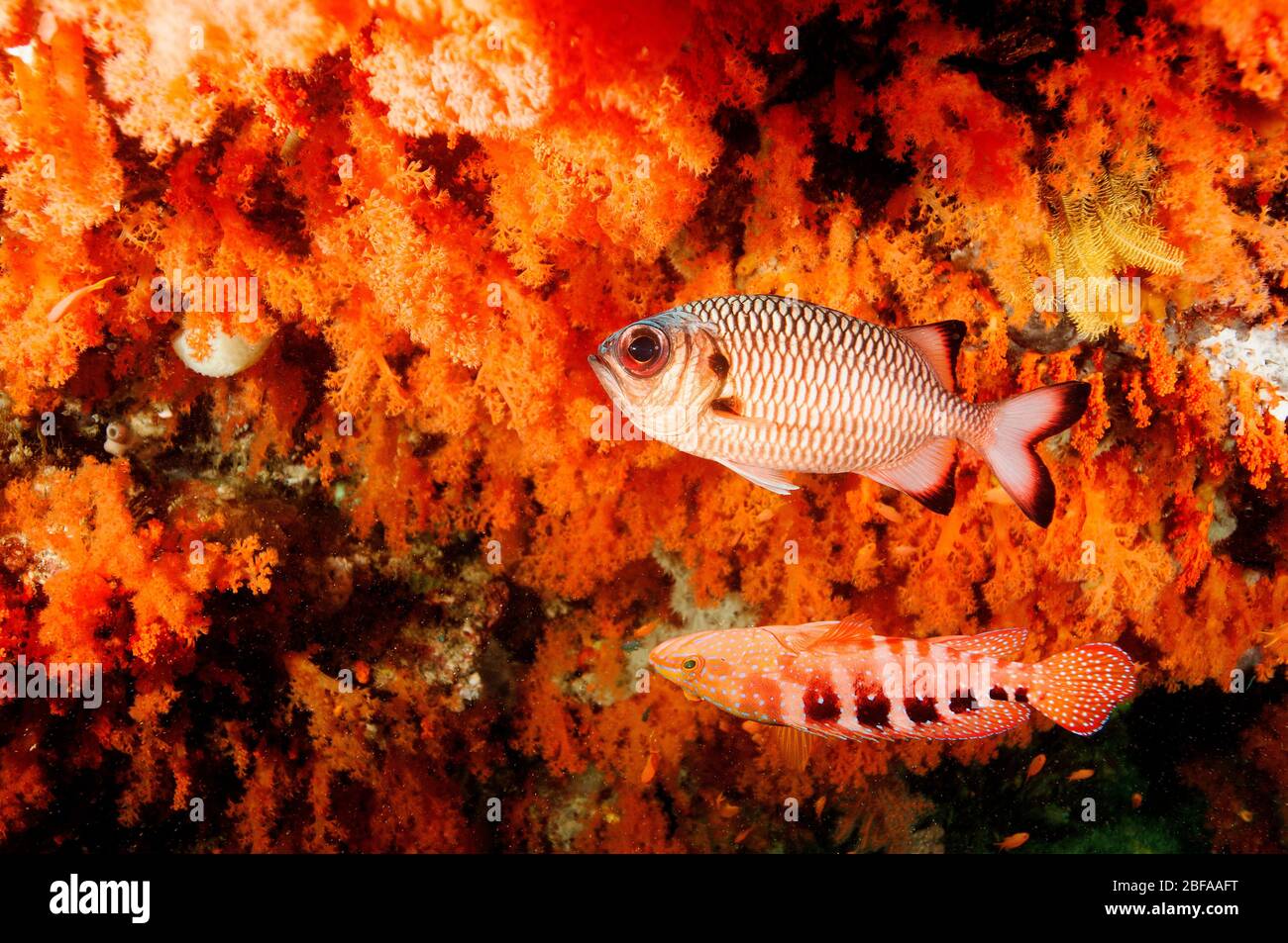 Coralli morbidi scenici con pesci soldato di bronzo, miripristis adusta, e sixspot grouper, Cephalopholis sexmaculata, Raja Ampat Indonesia. Foto Stock