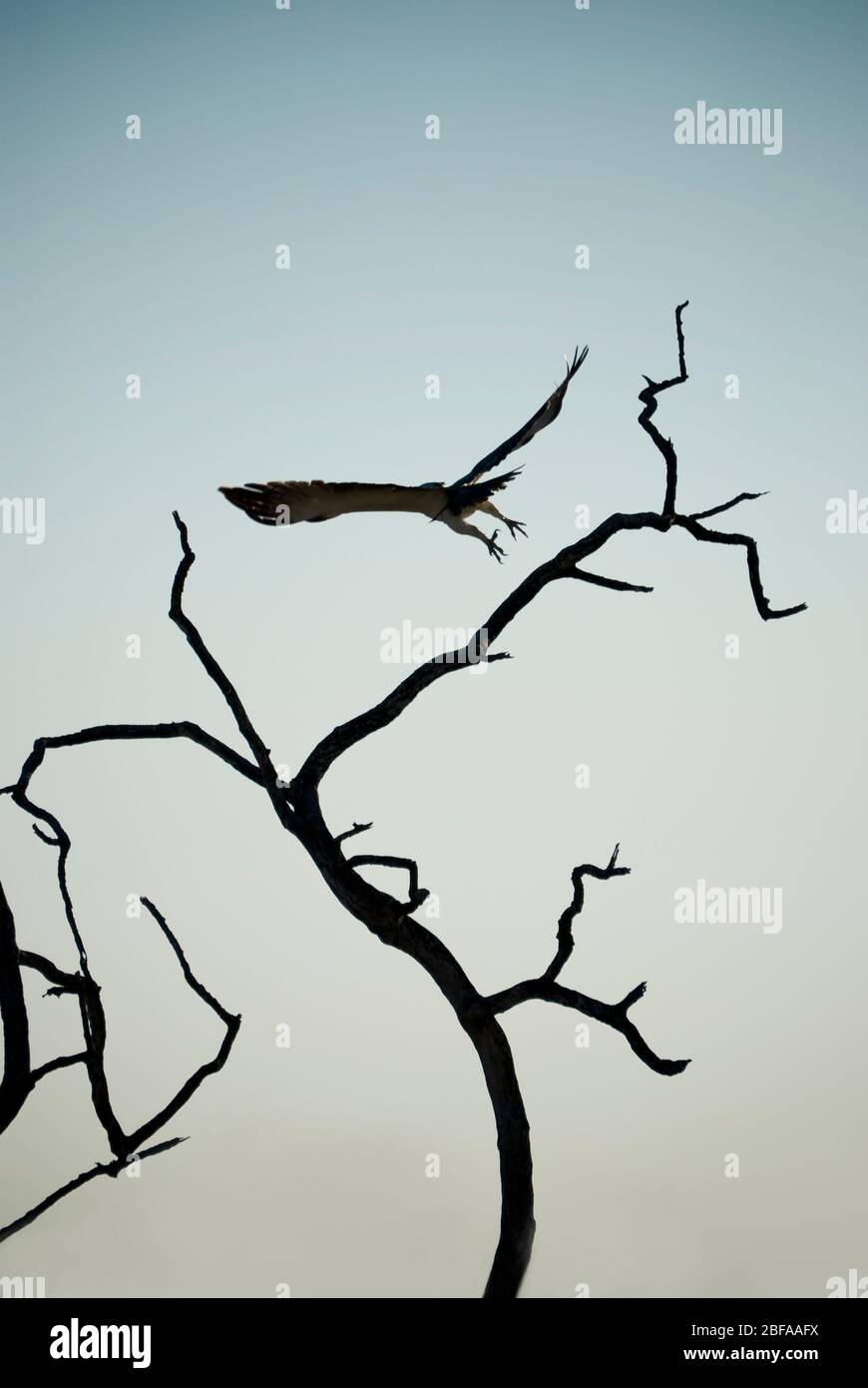 Silhouette dell'uccello preda che prende il volo. Fotografato nel Parco Nazionale di Etosha, Namibia, Africa del Sud. Foto Stock