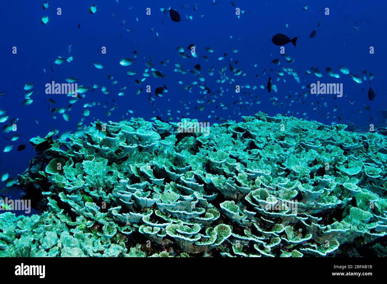 Scenica barriera corallina con coralli e damigelle dure, Wakatobi National Park Sulawesi. Foto Stock