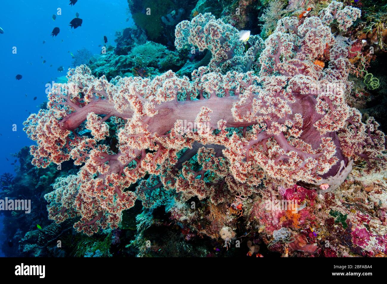 Corallo morbido, Dendronephthya sp. Parco Nazionale di Wakatobi Sulawesi Indonesia. Foto Stock